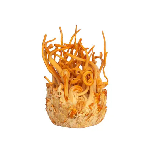 Daydream Organics | Cordyceps Mushroom Powder
